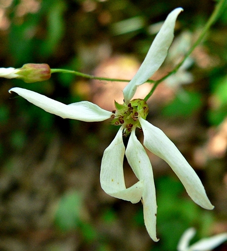 {Gillenia stipulata}